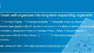 华夏源类器官：大脑类器官新突破！《Cell》：首次从人胎大脑组织衍生类器官！