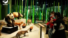 全球首只仿生大熊猫机器人亮相成都博物馆，科技与科普完美融合